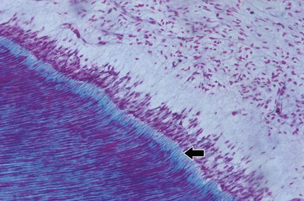 apical foramen histology