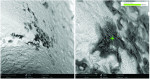 (4.) Significant carbon-based contamination of titanium implant threads shown at SEM 500× (left) and 2,500× (right).