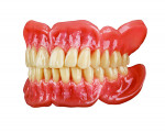 Mondial® Denture Teeth