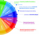 Fig 1. Oral bacteria can connect as a root cause of many common
oral health issues.