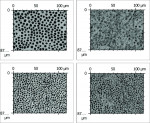 Fig 1 through Fig 4. Dentin specimens before and after toothpaste treatment. Representative confocal images of dentin specimens at 150x
magnification for: (Fig 1) test toothpaste, before treatment; (Fig 2) test toothpaste, after treatment; (Fig 3) control toothpaste, before treatment;
(Fig 4) control toothpaste, after treatment.